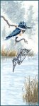 (image for) Kingfisher